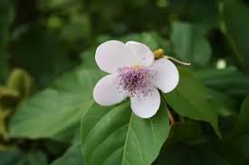 Image result for Bixa orellana