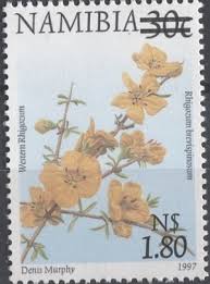 Image result for Rhigozum brevispinosum