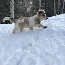 Please research both breeds in the cross to make sure it is a good fit for your family. Corgi Saint Bernard Mix Your Guide To A Rare Cross Breed