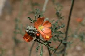 They are relatively easy to grow and care for if you pay attention to their basic environmental demands. Gooseberry Leaf Globemallow