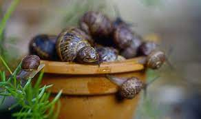 If when assessing the damage you notice chewed leaves and shiny slime trails, you can be certain that snails are to blame. Top Five Ways To Wipe Out Slugs In Your Garden Express Co Uk