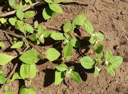 Image result for Richardia brasiliensis