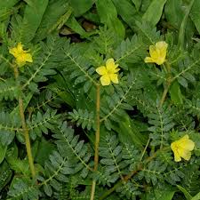 Image result for Tribulus terrestris
