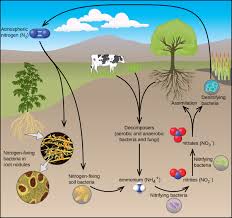 18 7 Occurrence Preparation And Properties Of Nitrogen