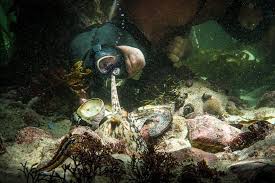 A filmmaker forges an unusual friendship with an octopus living in a south african kelp forest, learning as the animal shares the mysteries of her. Streaming Arms Against A Sea Of Troubles In My Octopus Teacher