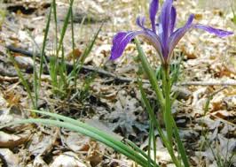 Maybe you would like to learn more about one of these? Iris Hartwegii Subsp Australis The Genus Iris