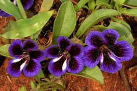 Image result for Aptosimum procumbens