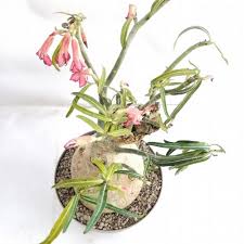 Image result for Ctenium somalense