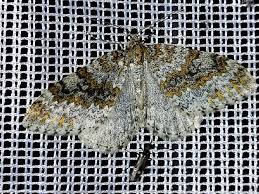 Image result for Entephria caesiata