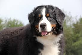 Jan 08, 2021 · bernese mountain dog x golden retriever = bernese mountain dog retriever mix. Golden Mountain Dog Health Wellness Characteristics Info Dog Health And Wellness