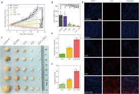 Both pdt and mst are 7 hours behind utc. Mth1 Inhibitor Amplifies The Lethality Of Reactive Oxygen Species To Tumor In Photodynamic Therapy Science Advances
