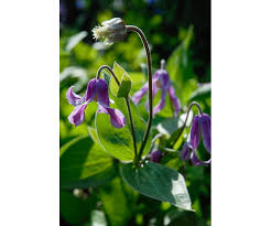 Image result for Clematis dolichopoda