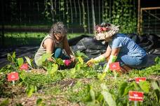 ʻOhana Volunteer Day