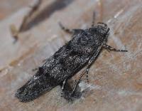 Image result for Exoteleia dodecella