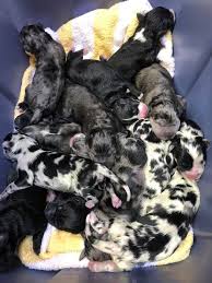 It's also free to list your available puppies and litters on our site. Arizona Vets Deliver 19 Great Dane Pups By C Section
