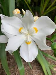Image result for Dietes flavida