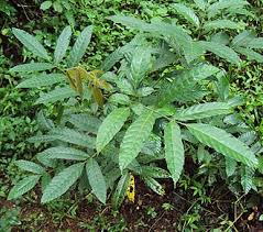 Image result for Leea