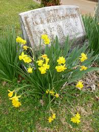 • no matter what type of flowers you leave at the grave, be sure and remove all paper, plastic, and other items that could blow away. Real Don T Put No Plastic Flowers On My Grave I Don T Ca Flickr