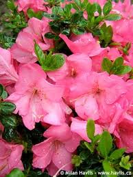 Azalea Japonica Anouk Japanese Azalea Azaleas Planting Flowers Plants
