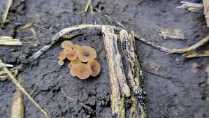Image result for Scleria erythrorrhiza