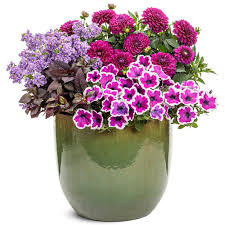 Image result for Nemesia fruticans