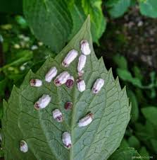 Image result for puklice