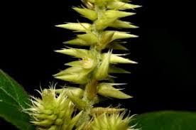 Image result for Centrostachys aquatica