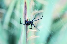 Will you forgive me if i go to another town? Spider Bite Pictures What Do Spider Bites Look Like