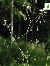 Image result for Spergula