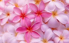 Buy hawaiian plumeria flower on ebay. Hd Wallpaper Tropical Plumeria Flowers Wallpaper Flare