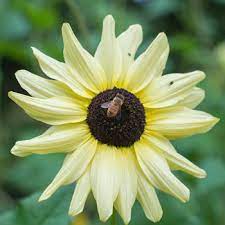 Check spelling or type a new query. Sunflower Italian White Helianthus Debilis Seeds Select Seeds