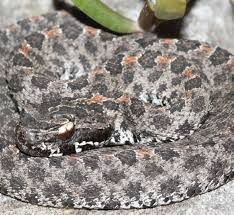 Also, this is known to be. Snakes In Your State Crofab Com