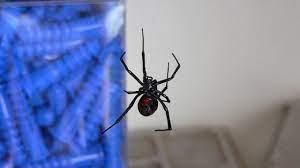 Black widows are venomous spiders that are characterized by their dark black bodies and the signature red hourglass marking on their abdomens. Worker Files Suit Claiming Whole Foods Fired Him After He Was Bitten By Spider Hiding In Produce Nj Com
