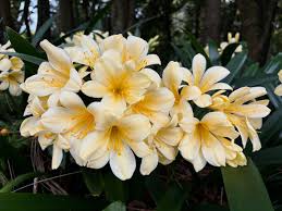 Image result for Clivia flowering
