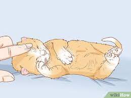 How To Get A Kitten To Fall Asleep With Pictures Wikihow