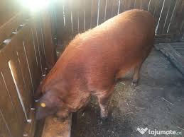 Rasfoieste imediat cataloagele supermarketurilor si magazinelor din satu mare si beneficiaza de promotie. Porci Grasi Pietrain Adroi Zoo