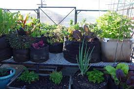 Garden Edible In Soft Geopots Or Smart Pots It S A Porous Fabric Growing Food Container Gardening Plants
