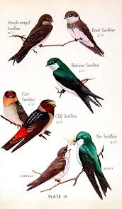 Birds Of North Carolina Book Cave Swallow Ruby Crowned Kinglet Carolina Chickadee Tufted Titmouse 2 Small Prints Audubon Birds 1949 Vintage Pages Audubon Birds Birds Titmouse