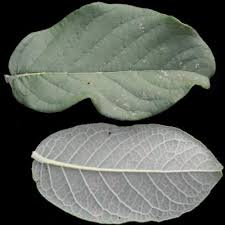 Image result for Englerina subquadrangularis