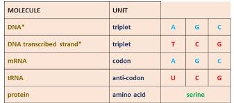 Vce Biology From Dna Triplet To Amino Acid Working Out