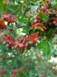 Image result for Stathmostelma fornicatum