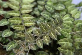 Image result for Solanum sp. A