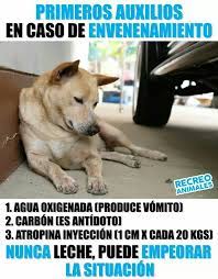 Pin De Carolina Alviarez En Cachorros Productos Para Perros Historias De Perros Perros Mascotas