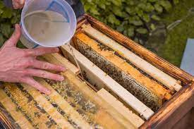 According to remolina and hughes, winter bees are workers that emerge near the end of the foraging season. What Do Bees Do During The Winter Greenfinity Foundation