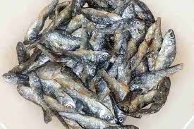 Ikan araipama adalah jenis ikan hias yang berasal dari daerah tropis amerika selatan. Berita Asli Indonesia Sudahkah Anda Mengenal 4 Jenis Ikan Ini