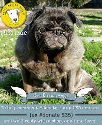 It's called pug nation rescue of los angeles and it's located in, you guessed it, los angeles, california. Mutts Matter Rescue Reviews And Ratings Rockville Md Donate Volunteer Review Greatnonprofits