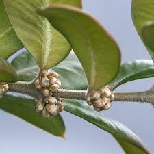 Image result for Buxaceae