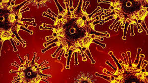 New reports show coronavirus immunity can last for months – Boston News,  Weather, Sports | WHDH 7News