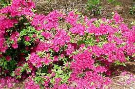 Girards Fuchsia Rhododendron Plants Landscaping Plants Fuchsia Plant