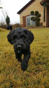 Giant schnoodles gorgeous black giants gorgeous black giant schnoodle babies. Giant Schnauzer Standard Poodle Giant Schnoodle 8 Weeks Crosby Giant Schnauzer Schnoodle Schnauzer